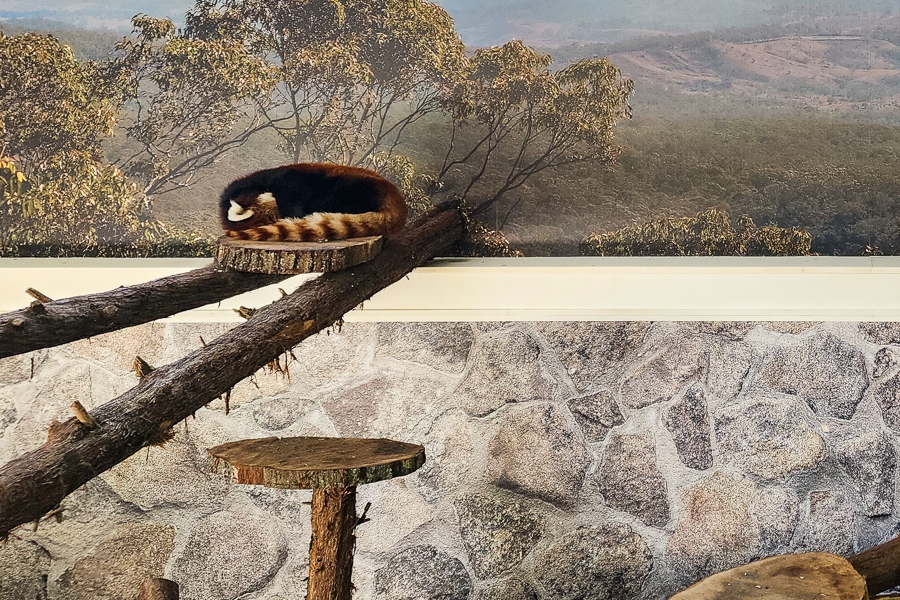 interior image of Red Panda Exhibit in Providence, RI